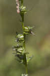 Southern lobelia